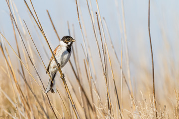 Male reed bunting standin on a reed grass