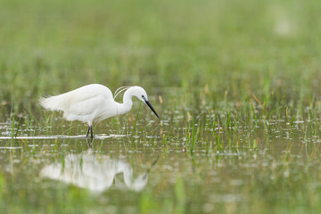 Little egret searching for food in a marsh