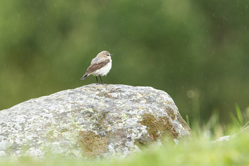 Northern Wheatear standing on rock in a  pyrenean meadow under the rain