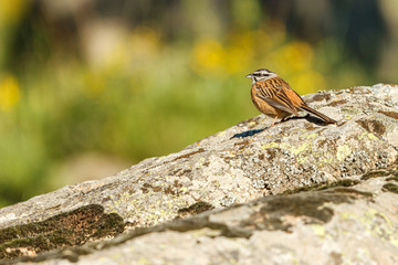 Male Rock bunting on a rock