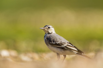 Close up of a white wagtail on the bank of a river