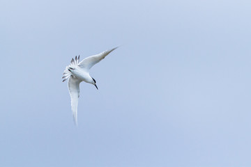 Sandwich tern flying over a pond
