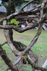 Galhos ( twigs )