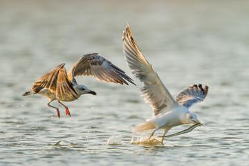 2 Yellow-legged Gulls arguing for an eel  fish