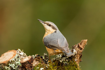 closeup of an Eurasian Nuthatch standing on a tree