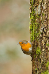 European robin standing on a tree