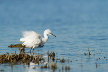 Little egret grooming on the ridge of a pond