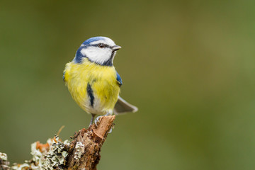 closeup of a Blue tit standing on a tree