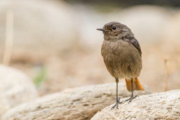 Female Black redstart  standing on a stone in a garden
