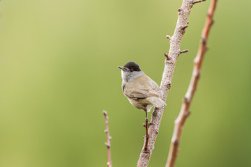 Male Eurasion blackcap standing on a branch in a garden