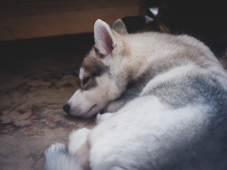 siberian husky dog portrait