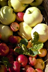 Naklejka na ściany i meble Autumn harvest of garden apples
