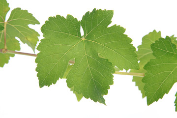 Feuilles de vigne