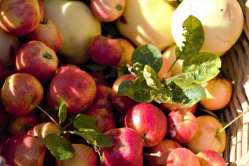 Autumn harvest of garden apples