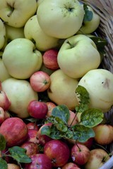 Autumn harvest of garden apples