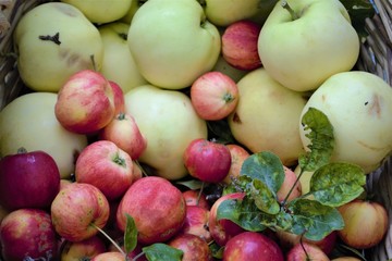 Autumn harvest of garden apples