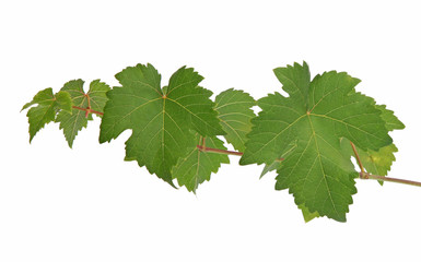 Feuilles de vigne