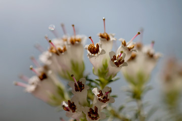 White heath flowers