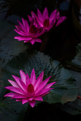 Nymphaea pubescens - Pink Water Lily blooming at pond