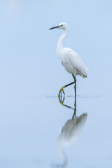 Little egret and her reflection on the water