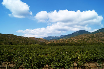 Fototapeta na wymiar Crimea vineyard