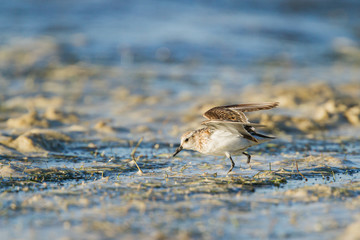 One-legged Little Stint feeding on the edge of a pond