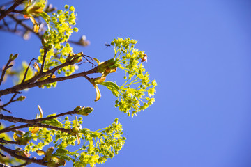 Bees and a maple tree in spring