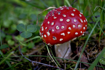 fly agaric mushroom