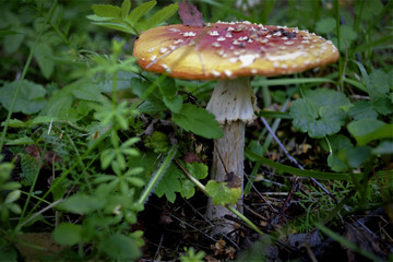 fly agaric mushroom