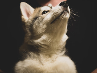 close up portrait of a white dog