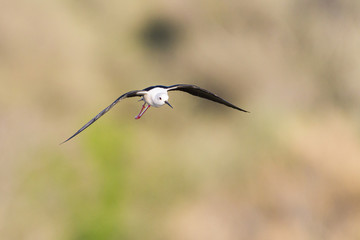  Black-winged stilt sflying over a marsh