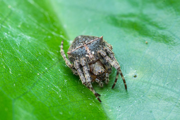Macro-one black spider on green leave