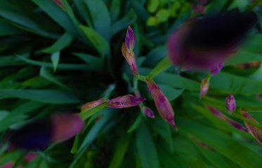 Beautiful and colorful flowers. Pink, green and purple