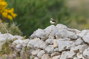 Western Black-eared Wheatear on a dry stones wall