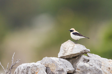 Western Black-eared Wheatear on a dry stones wall