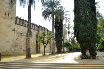 Les Palmiers dépassent les Remparts