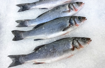 Fresh seabass fish lies on ice. Top view