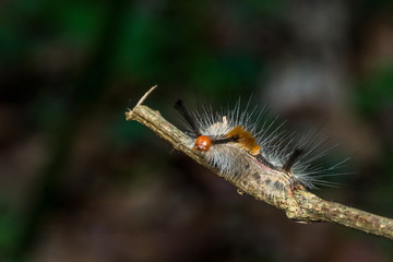 marco photography-one hairy caterpillar crawling on twig