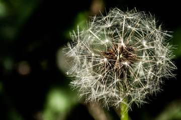 
Airy dandelion seeds in the white fluffy hat of this flower