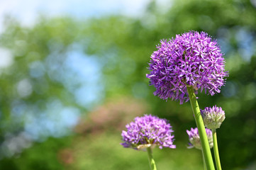 Ornamental Onion flower in springtime