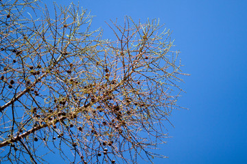 Real nature backround: larch branches on the blue clear sky, young shoots, spring, first leaves, cones.