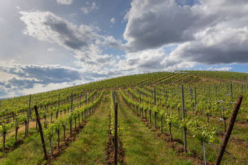 Fototapeta na wymiar Kaiserstuhl Germany Vineyards