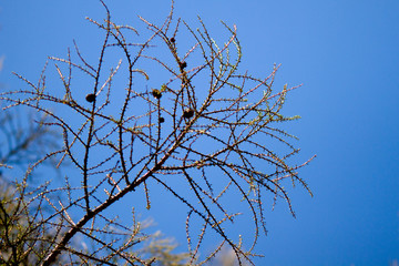 Real nature backround: larch branches on the blue clear sky, young shoots, spring, first leaves, cones.