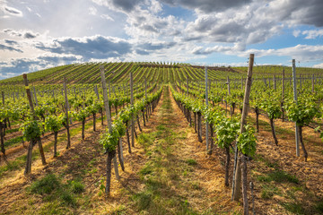 Fototapeta na wymiar Kaiserstuhl Germany Vineyards