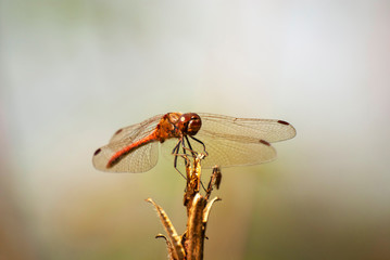 ważka © Robert Borek