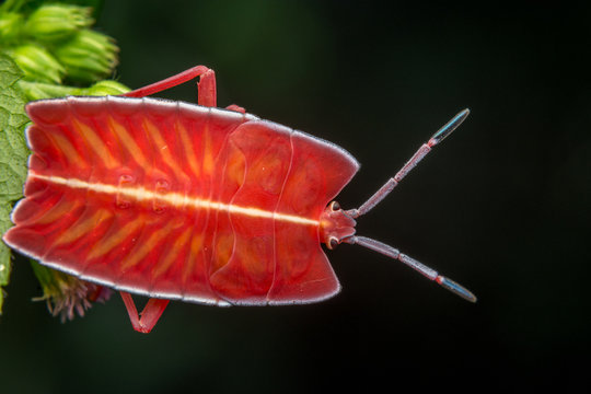 marco photography-Eurostus validus