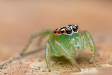 lovely Jolly Telamonia Spider (Telamoniafestiva)