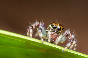 one jumping spider
