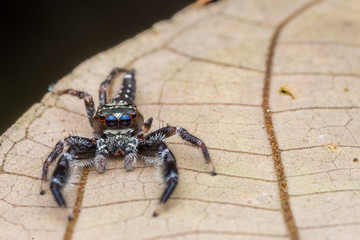 one lovely jumping spider on brown leaves