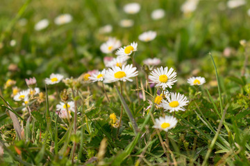 Das Gänseblümchen steht in der Symbolik für Beständigkeit, Bescheidenheit, Reinheit sowie mütterliche Liebe. Die Blumen wachsen auf Wiesen, Rasen und Weiden im Frühjahr und Sommer.